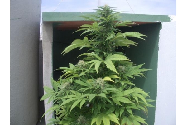 Auto Melon Gum (Dr. Underground) Feminiserade Auto Melon Gum (Dr. Underground) Feminiserade
