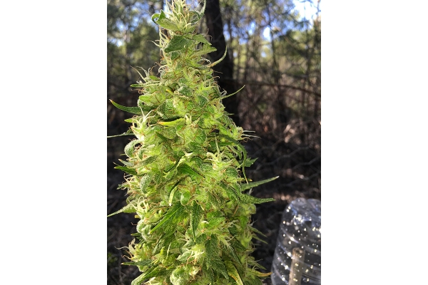 OG Kush (Silent Seeds) Feminiserade OG Kush (Silent Seeds) Feminiserade