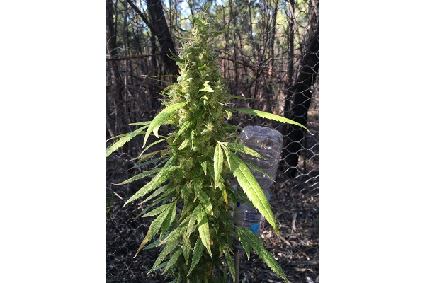 OG Kush (Silent Seeds) Feminiserade OG Kush (Silent Seeds) Feminiserade