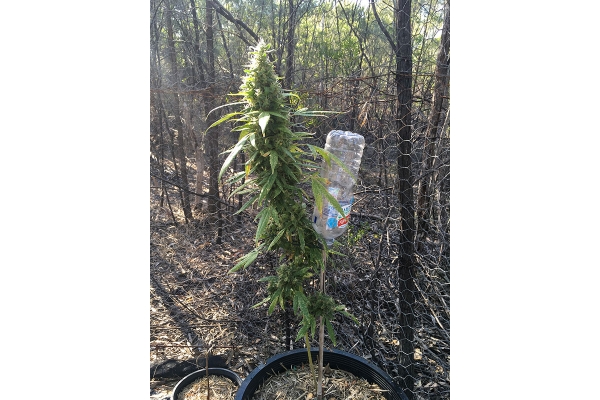 OG Kush (Silent Seeds) Feminiserade OG Kush (Silent Seeds) Feminiserade