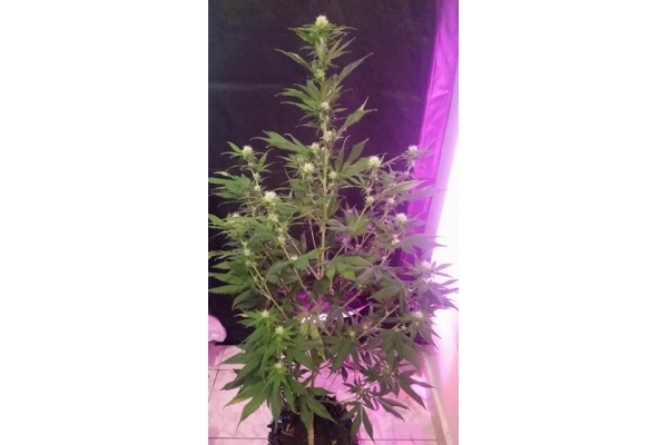 OG Kush (Silent Seeds) Feminiserade OG Kush (Silent Seeds) Feminiserade