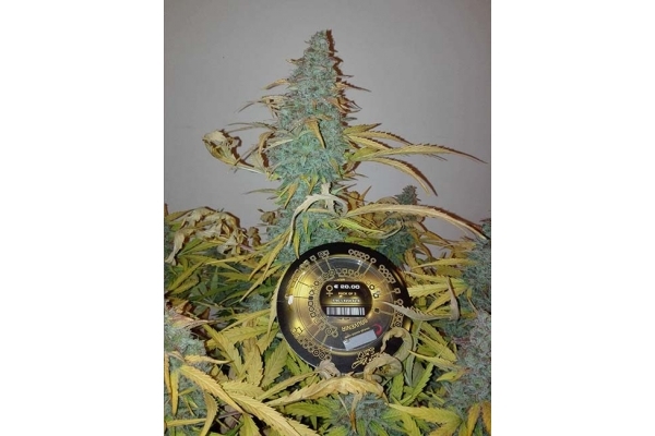 King's Kush Autoflower (Greenhouse Seeds) Feminiserade King's Kush Autoflower (Greenhouse Seeds) Feminiserade