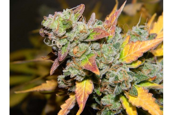 King's Kush Autoflower (Greenhouse Seeds) Feminiserade King's Kush Autoflower (Greenhouse Seeds) Feminiserade