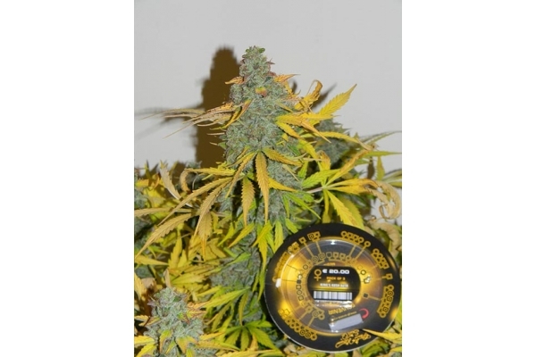 King's Kush Autoflower (Greenhouse Seeds) Feminiserade King's Kush Autoflower (Greenhouse Seeds) Feminiserade