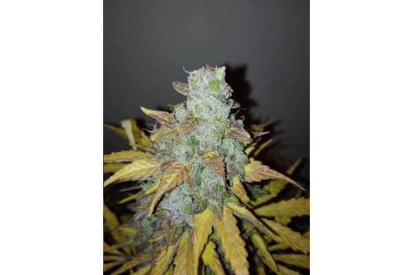 King's Kush Autoflower (Greenhouse Seeds) Feminiserade King's Kush Autoflower (Greenhouse Seeds) Feminiserade
