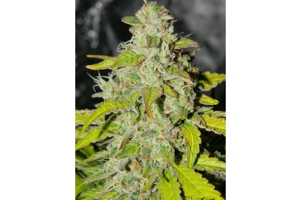 King's Kush Autoflower (Greenhouse Seeds) Feminiserade King's Kush Autoflower (Greenhouse Seeds) Feminiserade