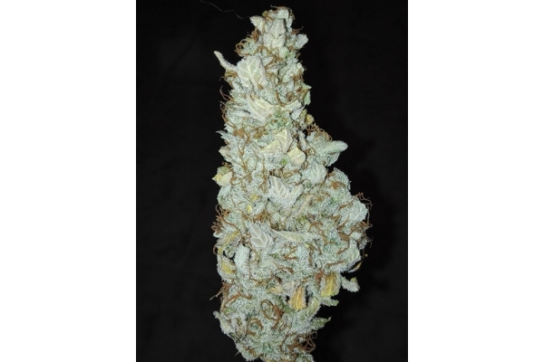 King's Kush Autoflower (Greenhouse Seeds) Feminiserade King's Kush Autoflower (Greenhouse Seeds) Feminiserade