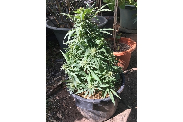 Black Dream (Eva Seeds) Feminiserade