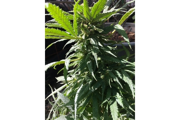Black Dream (Eva Seeds) Feminiserade