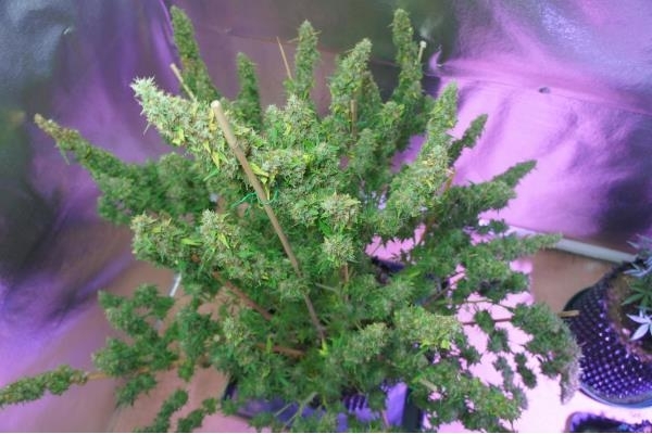 Auto Mazar (Dutch Passion) Feminiserade