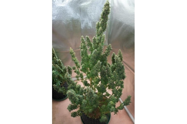 Auto Mazar (Dutch Passion) Feminiserade