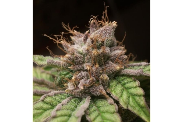 Blueberry (Dutch Passion) Feminiserade Blueberry (Dutch Passion) Feminiserade