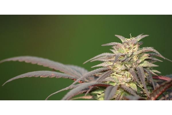 Blueberry (Dutch Passion) Feminiserade Blueberry (Dutch Passion) Feminiserade