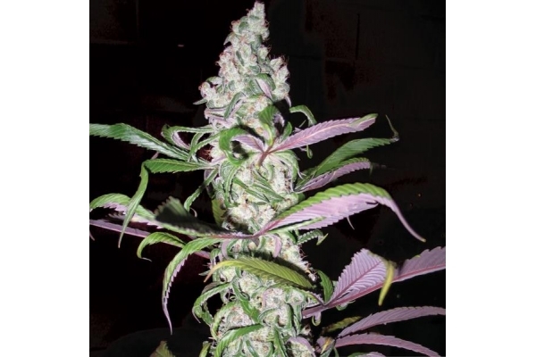 Blueberry (Dutch Passion) Feminiserade Blueberry (Dutch Passion) Feminiserade