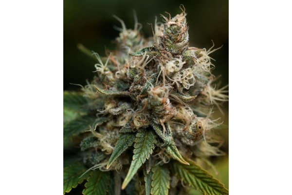 Blueberry (Dutch Passion) Feminiserade Blueberry (Dutch Passion) Feminiserade