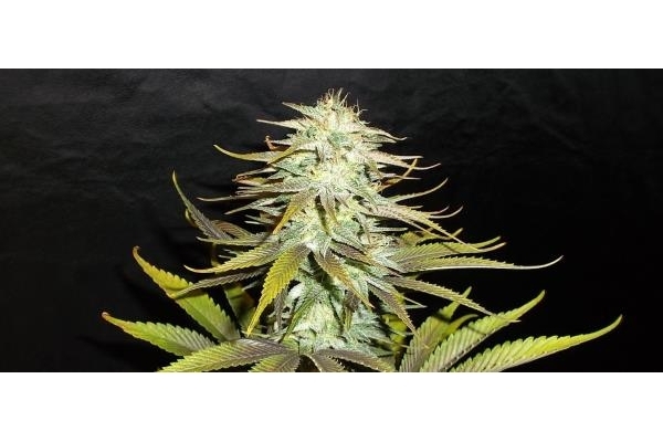 Blueberry (Dutch Passion) Feminiserade Blueberry (Dutch Passion) Feminiserade