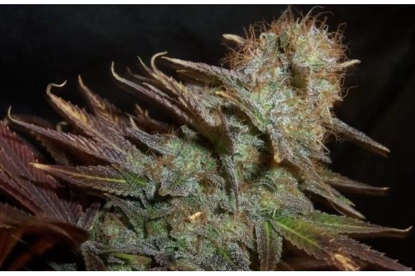 Blueberry (Dutch Passion) Feminiserade Blueberry (Dutch Passion) Feminiserade
