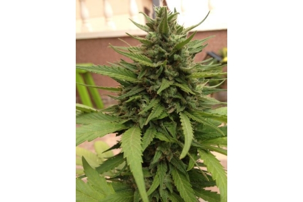 Auto Blueberry (Dutch Passion) Feminiserade Auto Blueberry (Dutch Passion) Feminiserade