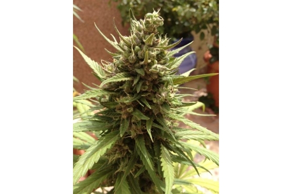 Auto Blueberry (Dutch Passion) Feminiserade Auto Blueberry (Dutch Passion) Feminiserade