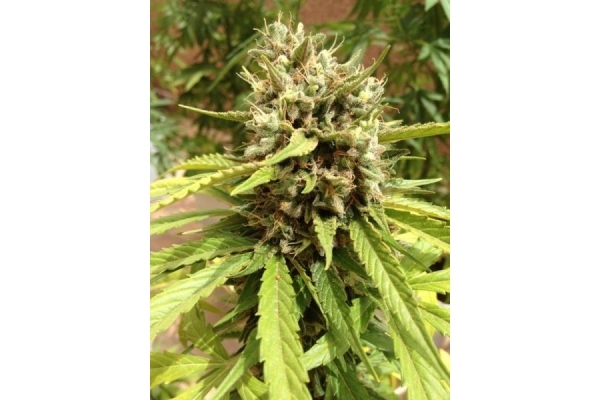 Auto Blueberry (Dutch Passion) Feminiserade Auto Blueberry (Dutch Passion) Feminiserade