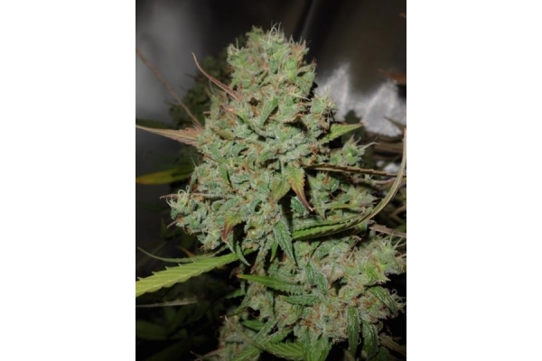 Auto Blueberry (Dutch Passion) Feminiserade Auto Blueberry (Dutch Passion) Feminiserade