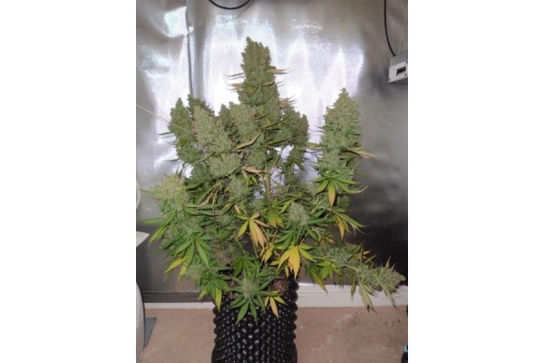 Auto Blueberry (Dutch Passion) Feminiserade Auto Blueberry (Dutch Passion) Feminiserade