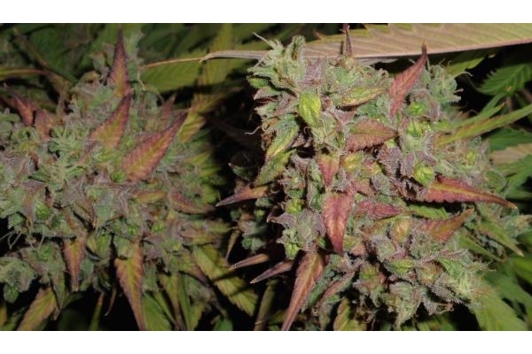 Auto Blueberry (Dutch Passion) Feminiserade Auto Blueberry (Dutch Passion) Feminiserade