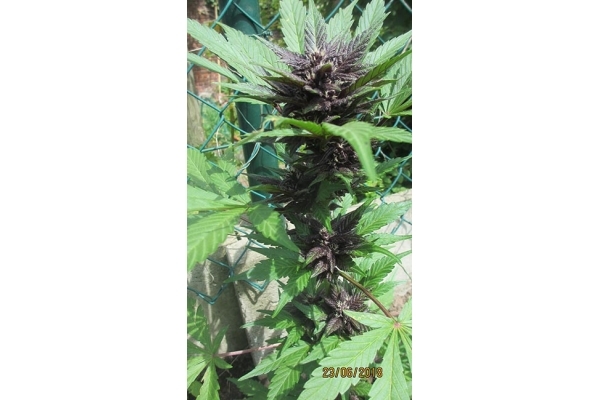 Blackberry Auto (FastBuds) Feminiserade Blackberry Auto (FastBuds) Feminiserade