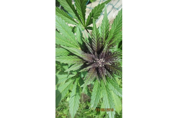 Blackberry Auto (FastBuds) Feminiserade Blackberry Auto (FastBuds) Feminiserade