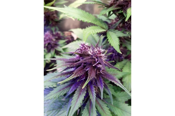 Blackberry Auto (FastBuds) Feminiserade Blackberry Auto (FastBuds) Feminiserade