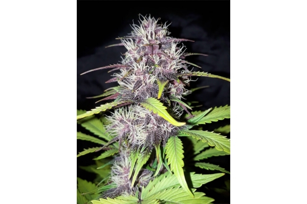 Blackberry Auto (FastBuds) Feminiserade Blackberry Auto (FastBuds) Feminiserade