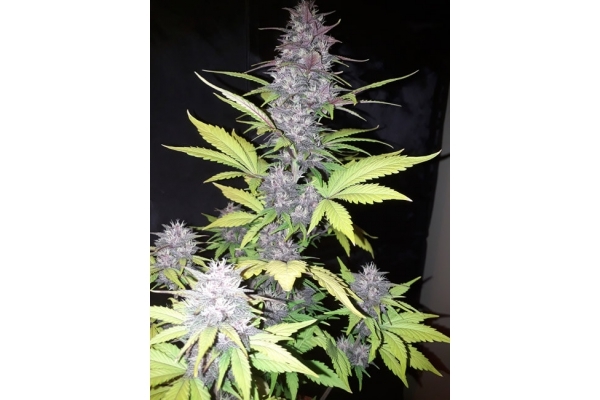 Blackberry Auto (FastBuds) Feminiserade Blackberry Auto (FastBuds) Feminiserade