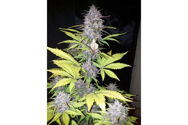 Blackberry Auto (FastBuds) Feminiserade Blackberry Auto (FastBuds) Feminiserade