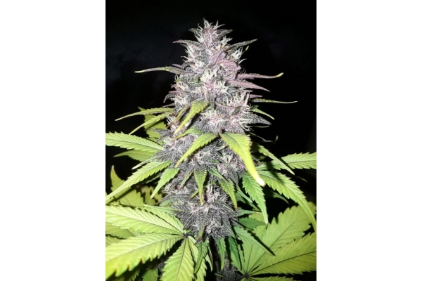 Blackberry Auto (FastBuds) Feminiserade Blackberry Auto (FastBuds) Feminiserade