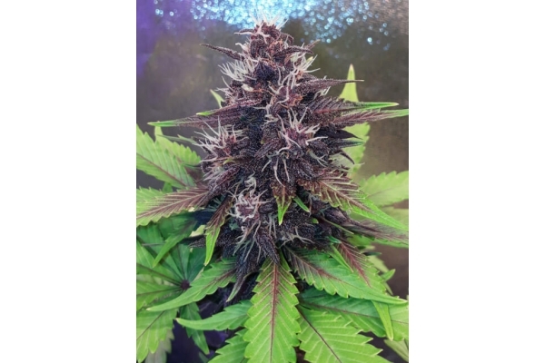 Blackberry Auto (FastBuds) Feminiserade Blackberry Auto (FastBuds) Feminiserade