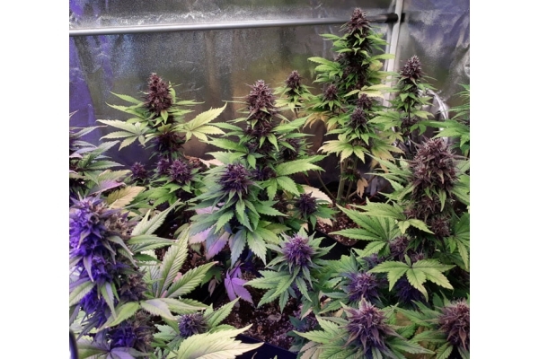 Blackberry Auto (FastBuds) Feminiserade Blackberry Auto (FastBuds) Feminiserade