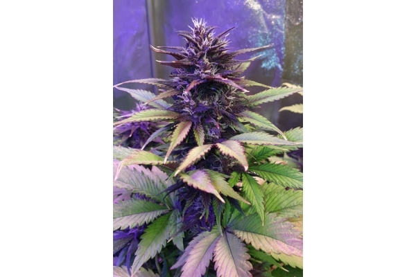 Blackberry Auto (FastBuds) Feminiserade Blackberry Auto (FastBuds) Feminiserade