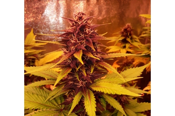 Blackberry Auto (FastBuds) Feminiserade Blackberry Auto (FastBuds) Feminiserade