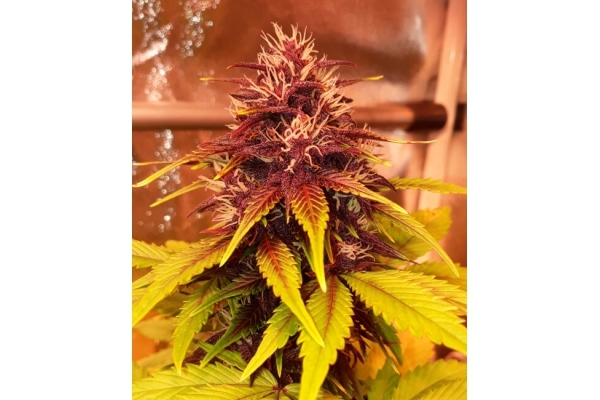 Blackberry Auto (FastBuds) Feminiserade Blackberry Auto (FastBuds) Feminiserade