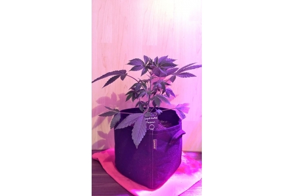 Royal Cookies (Royal Queen Seeds) Feminiserade Royal Cookies (Royal Queen Seeds) Feminiserade