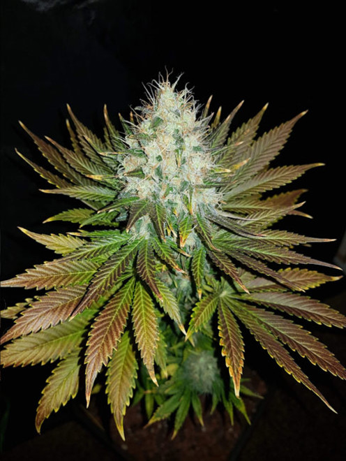 Bona Dea CBD (Vision Seeds) Feminiserade Bona Dea CBD (Vision Seeds) Feminiserade