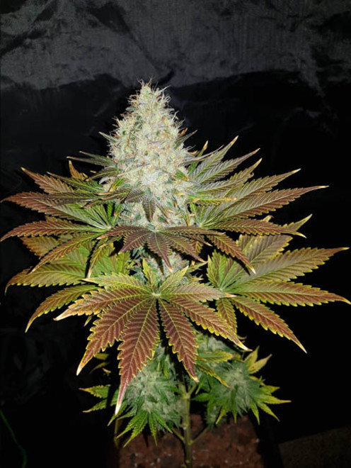 Bona Dea CBD (Vision Seeds) Feminiserade Bona Dea CBD (Vision Seeds) Feminiserade
