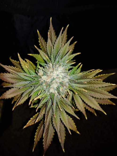 Bona Dea CBD (Vision Seeds) Feminiserade Bona Dea CBD (Vision Seeds) Feminiserade