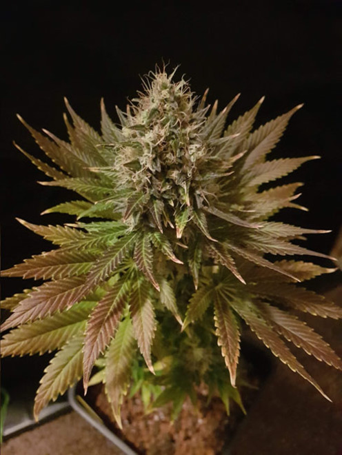 Bona Dea CBD (Vision Seeds) Feminiserade Bona Dea CBD (Vision Seeds) Feminiserade