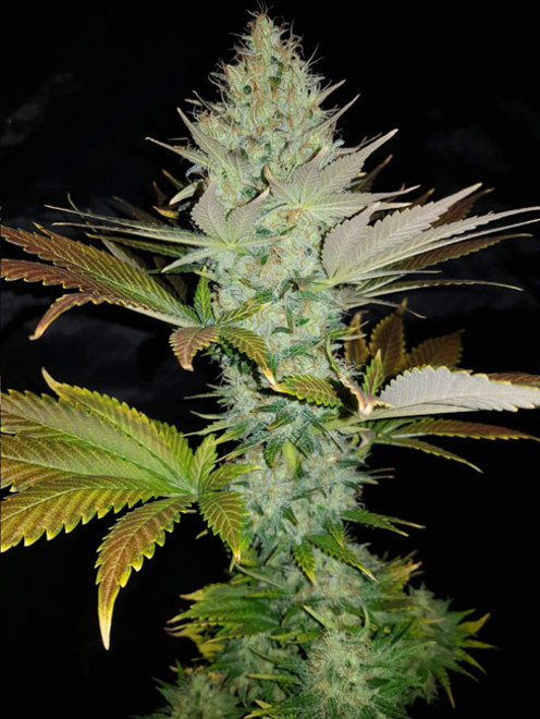 Bona Dea CBD (Vision Seeds) Feminiserade Bona Dea CBD (Vision Seeds) Feminiserade