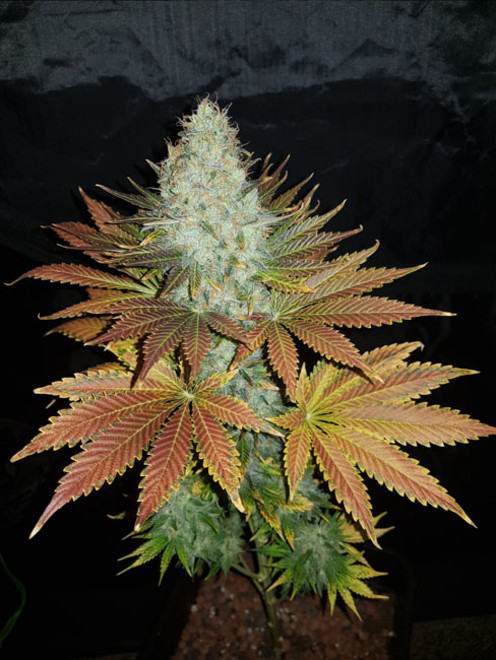 Bona Dea CBD (Vision Seeds) Feminiserade Bona Dea CBD (Vision Seeds) Feminiserade
