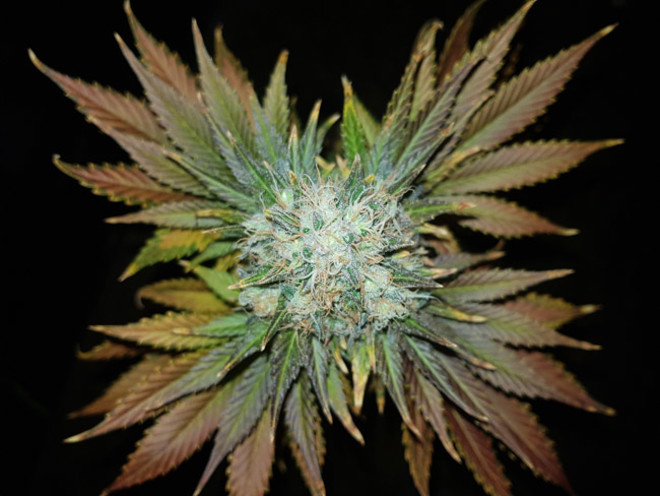 Bona Dea CBD (Vision Seeds) Feminiserade Bona Dea CBD (Vision Seeds) Feminiserade