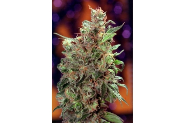 Californian Orange (Dutch Passion) Feminiserade Californian Orange (Dutch Passion) Feminiserade