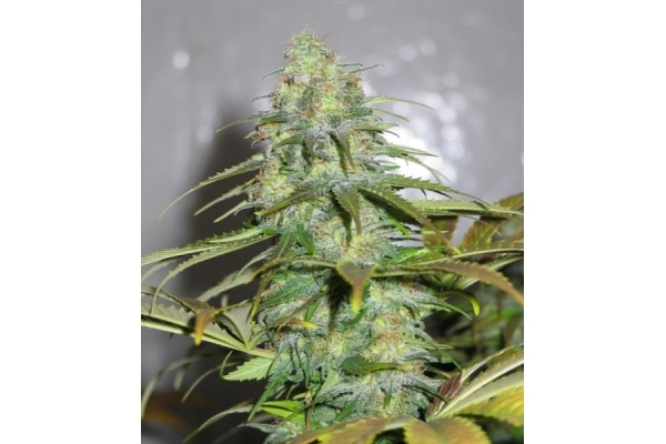 Californian Orange (Dutch Passion) Feminiserade Californian Orange (Dutch Passion) Feminiserade