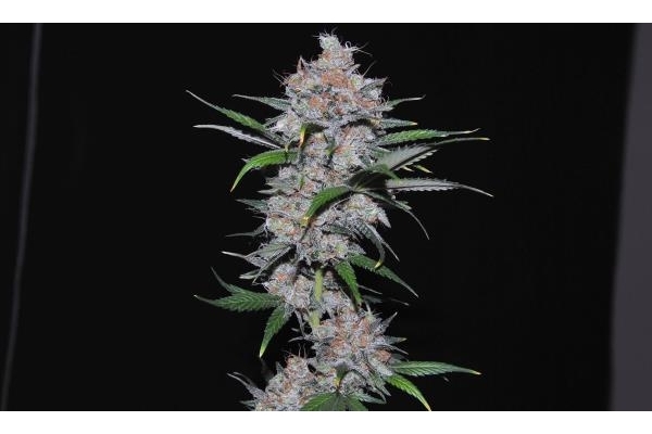 Californian Orange (Dutch Passion) Feminiserade Californian Orange (Dutch Passion) Feminiserade